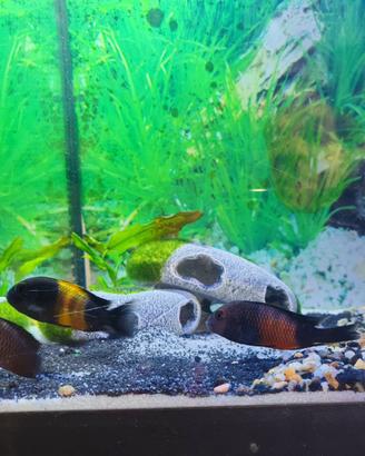 Ciclidi tropheus