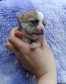 Cuccioli di chihuahua
