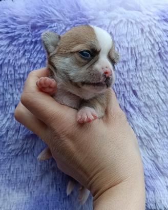 Cuccioli di chihuahua