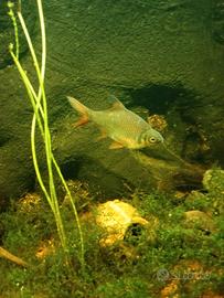 pesce Barbus schwanenfeldi