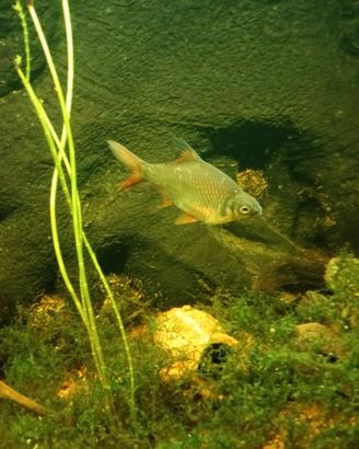 pesce Barbus schwanenfeldi