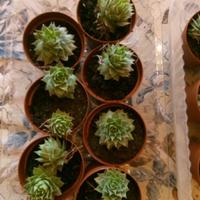 Piante grasse mignon