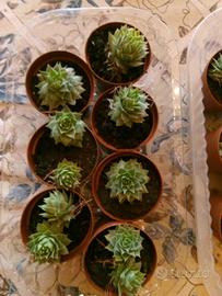 Piante grasse mignon