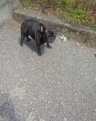 Cane maschio bravissimo