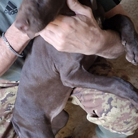 Cuccioli Kurzhaar femmine