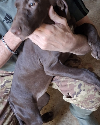 Cuccioli Kurzhaar femmine