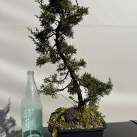 Bonsai