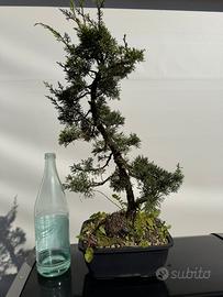 Bonsai