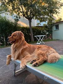Golden Retriever americano monta