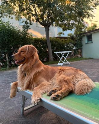 Golden Retriever americano monta