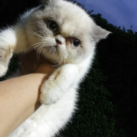 Exotic shorthair