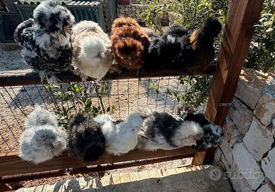 Galline pavoni e anatre