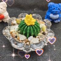 Cactus in gesso profumato 
