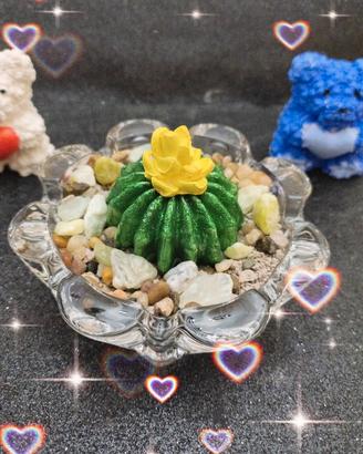 Cactus in gesso profumato 