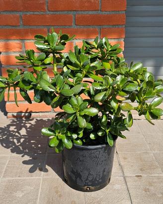 pianta grassa crassula ovata pianta della giada