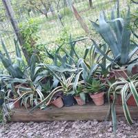 Piante Agave e aloe