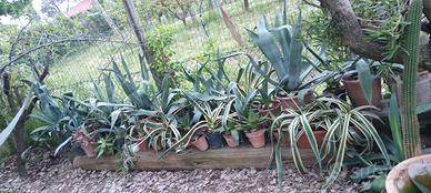 Piante Agave e aloe