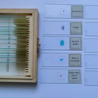 Botanica al microscopio