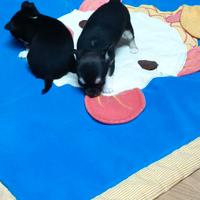Cuccioli chihuahua