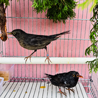 Merli maschi e femmine