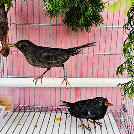 Merli maschi e femmine