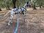 Immagine 4