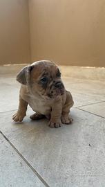 BullDog Francese (ULTIMO PREZZO X NATALE)