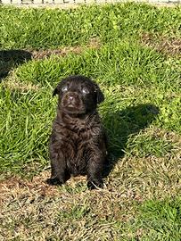 Cuccioli labrador cioccolato