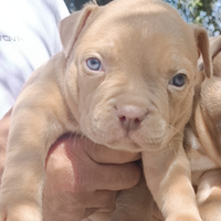 Pitbull ukc
