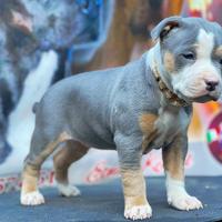 American pitbull terrier ukc Alta genealogia