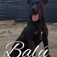 Balú 2 anni