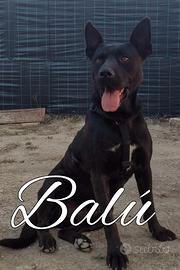 Balú 2 anni