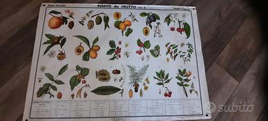 Poster Scolastico vintage anni 60