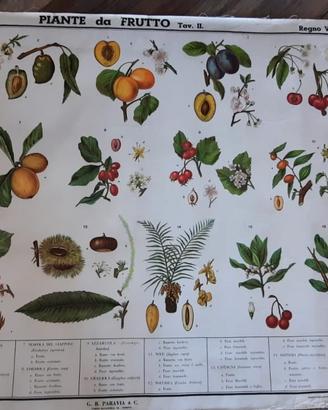 Poster Scolastico vintage anni 60