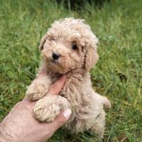 Cuccioli di Barboncino albicocca