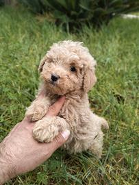 Cuccioli di Barboncino albicocca