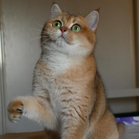 British shorthair golden per monta