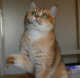 British shorthair golden per monta