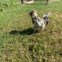 Padovani nani e normali