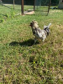 Padovani nani e normali