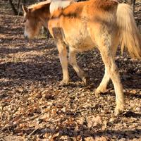Puledra Haflinger 2025