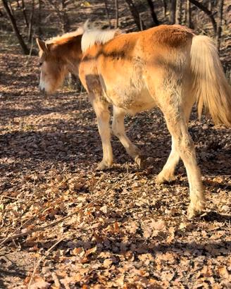 Puledra Haflinger 2025