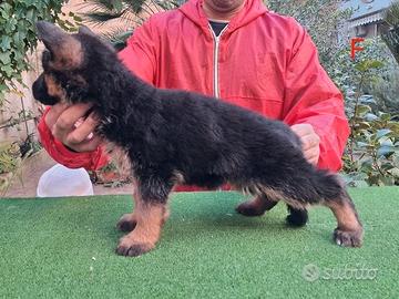 Cucciola di pastore tedesco