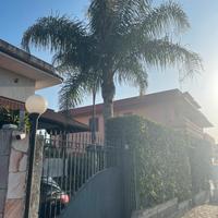 Palma Cocos doppio fusto