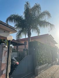 Palma Cocos doppio fusto