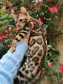 Cuccioli di gatti Bengala