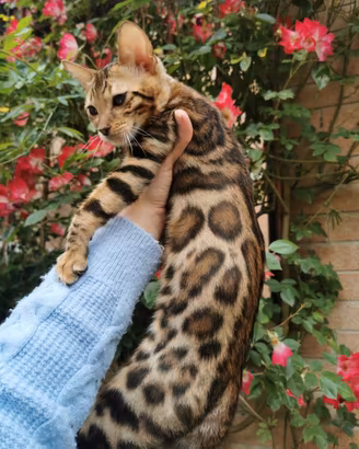 Cuccioli di gatti Bengala
