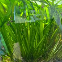 Vallisneria spiralis