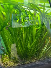 Vallisneria spiralis