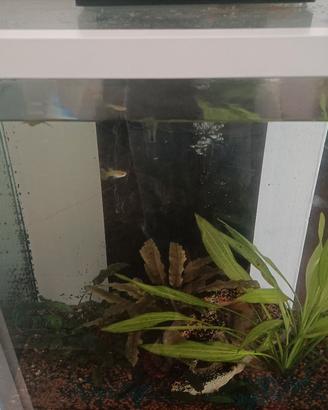 acquario Askoll
